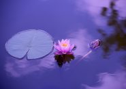 daily meditation tips